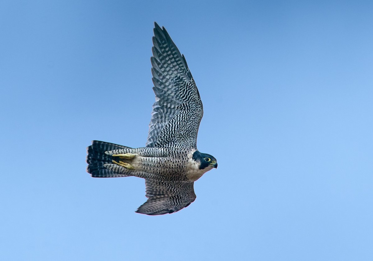 Peregrine Falcon (African) - Tomáš Grim