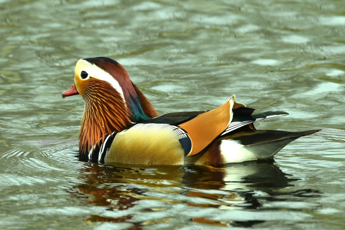 Mandarin Duck - Blair Whyte
