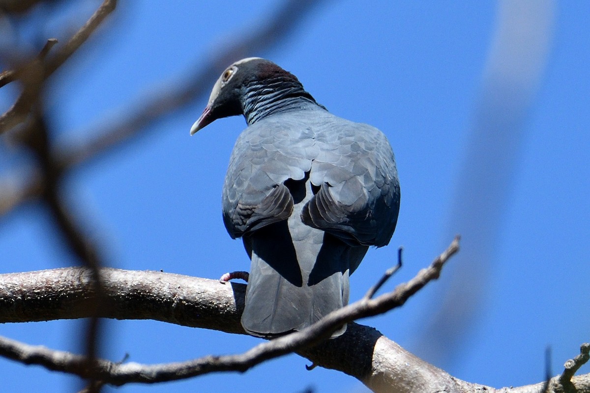 White-crowned Pigeon - ML328063891