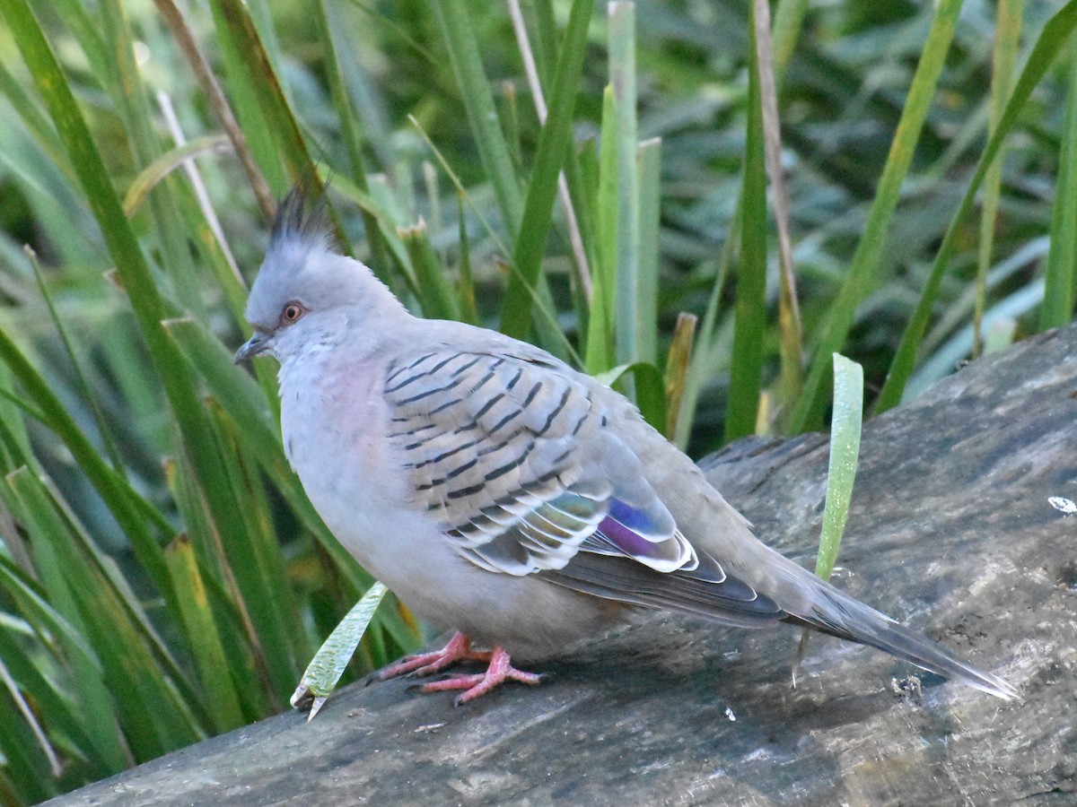 Crested Pigeon - ML328068481