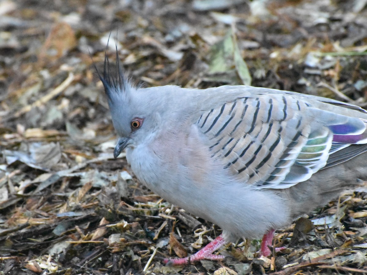 Crested Pigeon - ML328068531