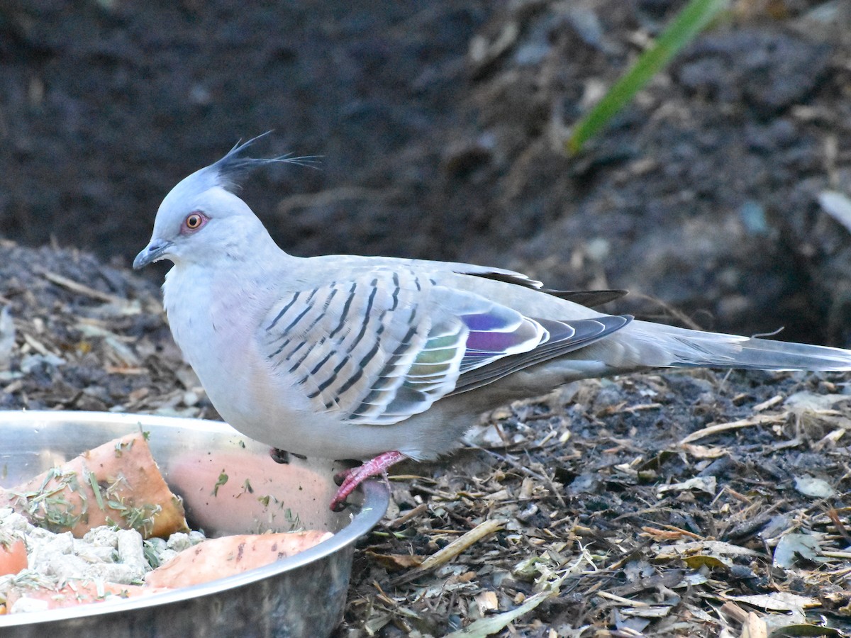 Crested Pigeon - ML328068561