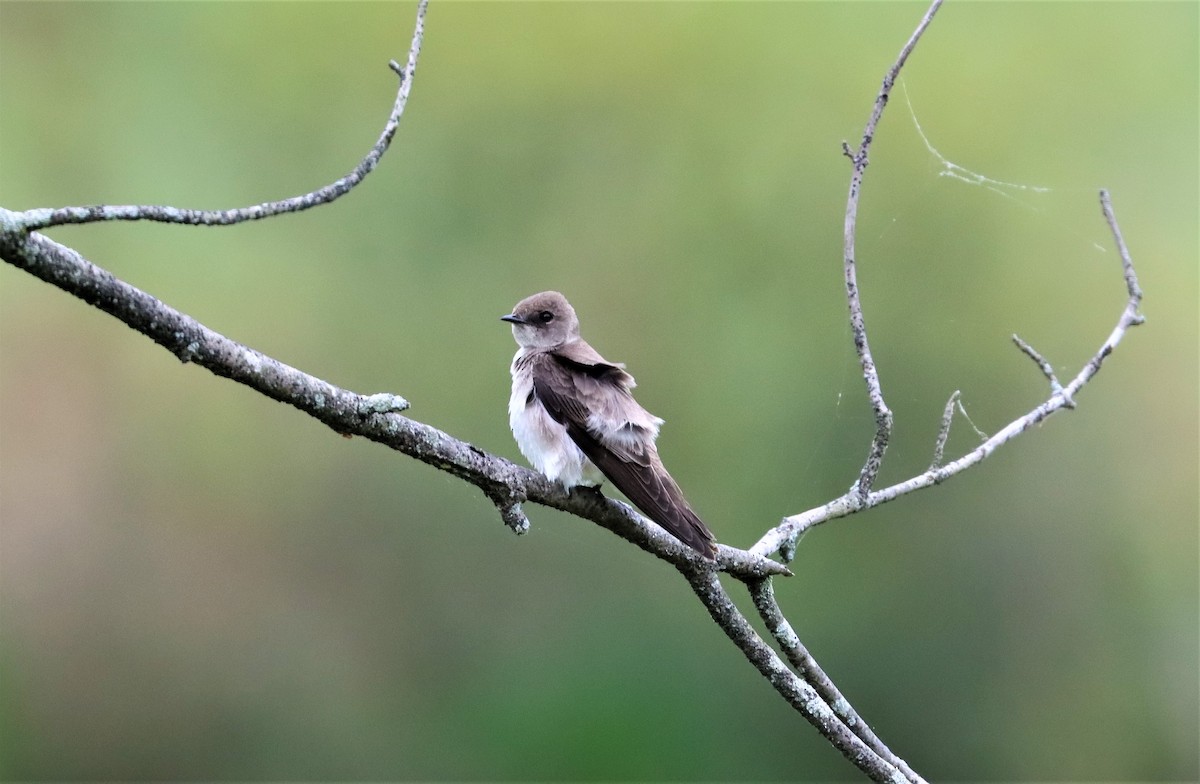 Northern Rough-winged Swallow - Daniel Kaplan