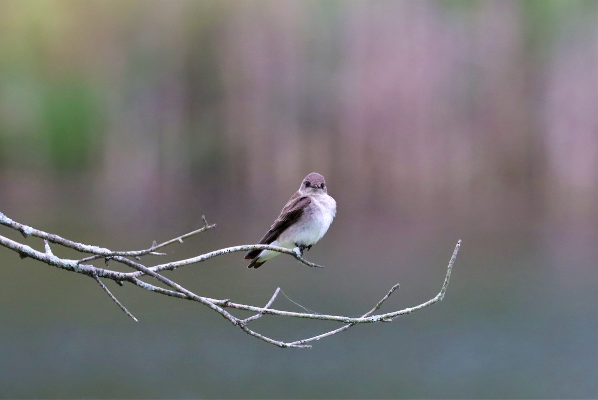 Northern Rough-winged Swallow - ML328078301