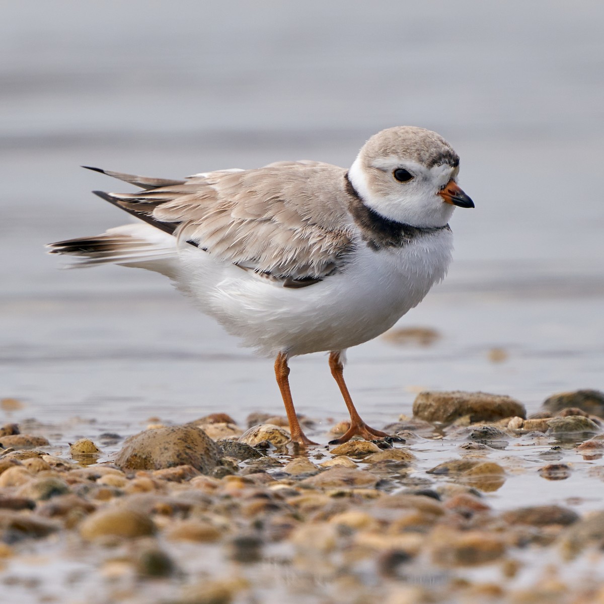 Piping Plover - ML328079091