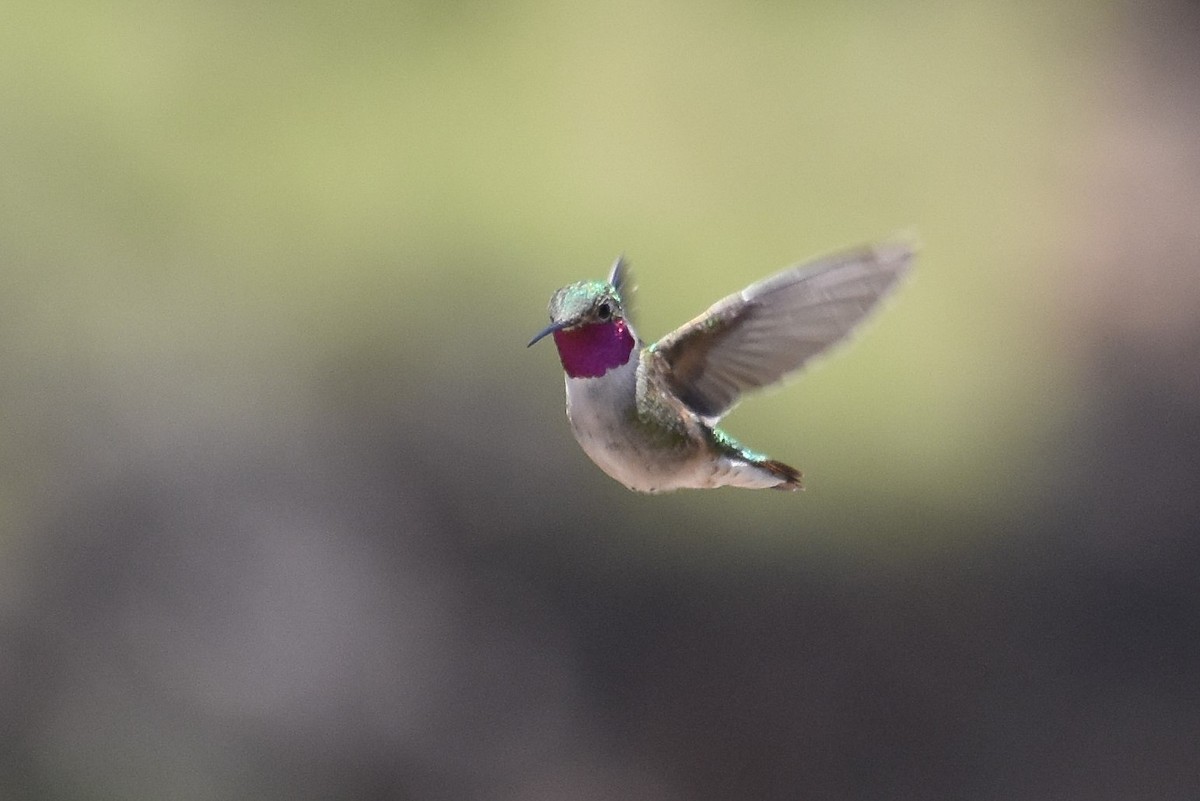 Broad-tailed Hummingbird - ML328083491
