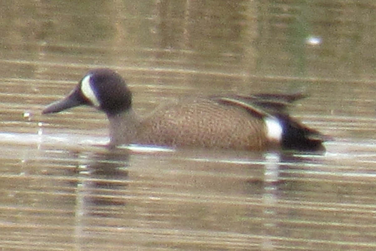 Blue-winged Teal - ML328083881