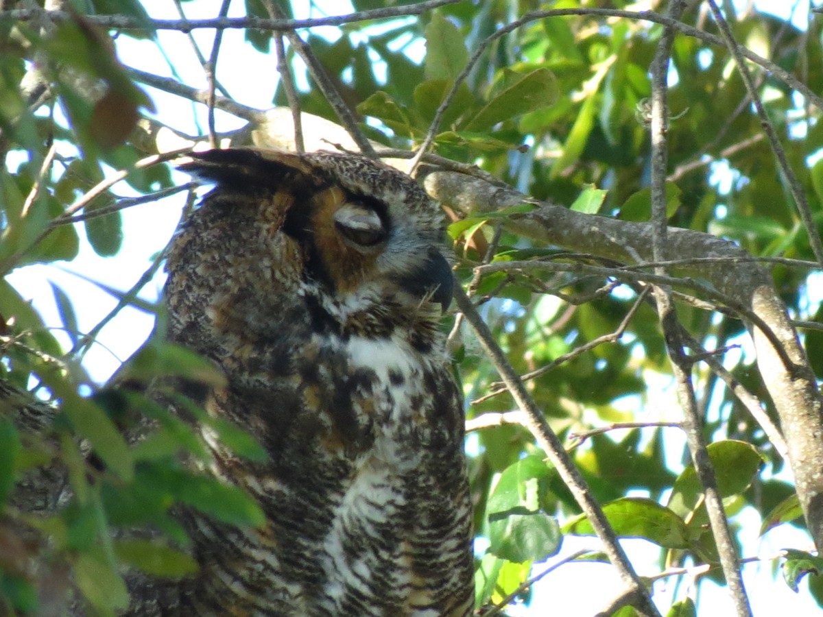 Great Horned Owl - ML32808681