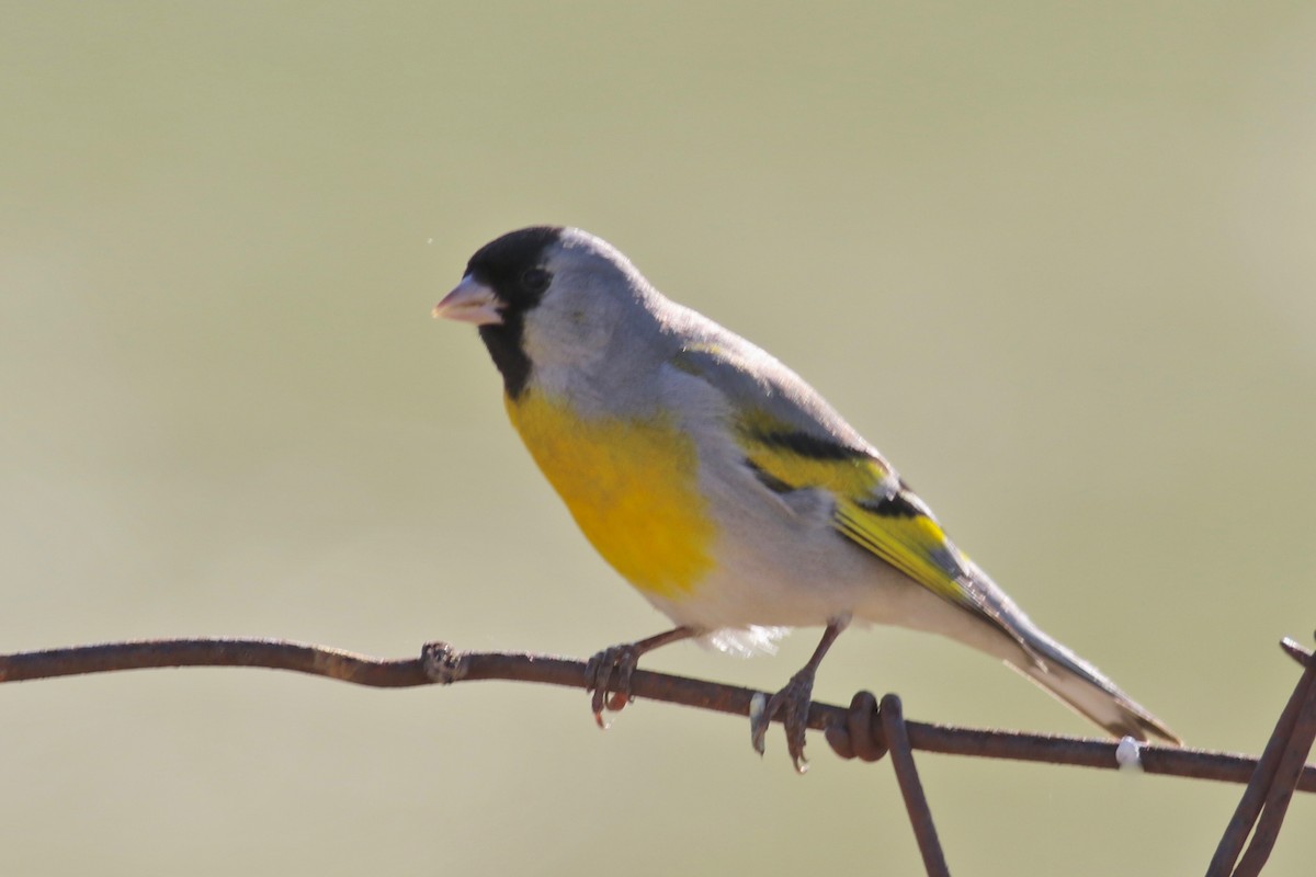 Lawrence's Goldfinch - ML328087681