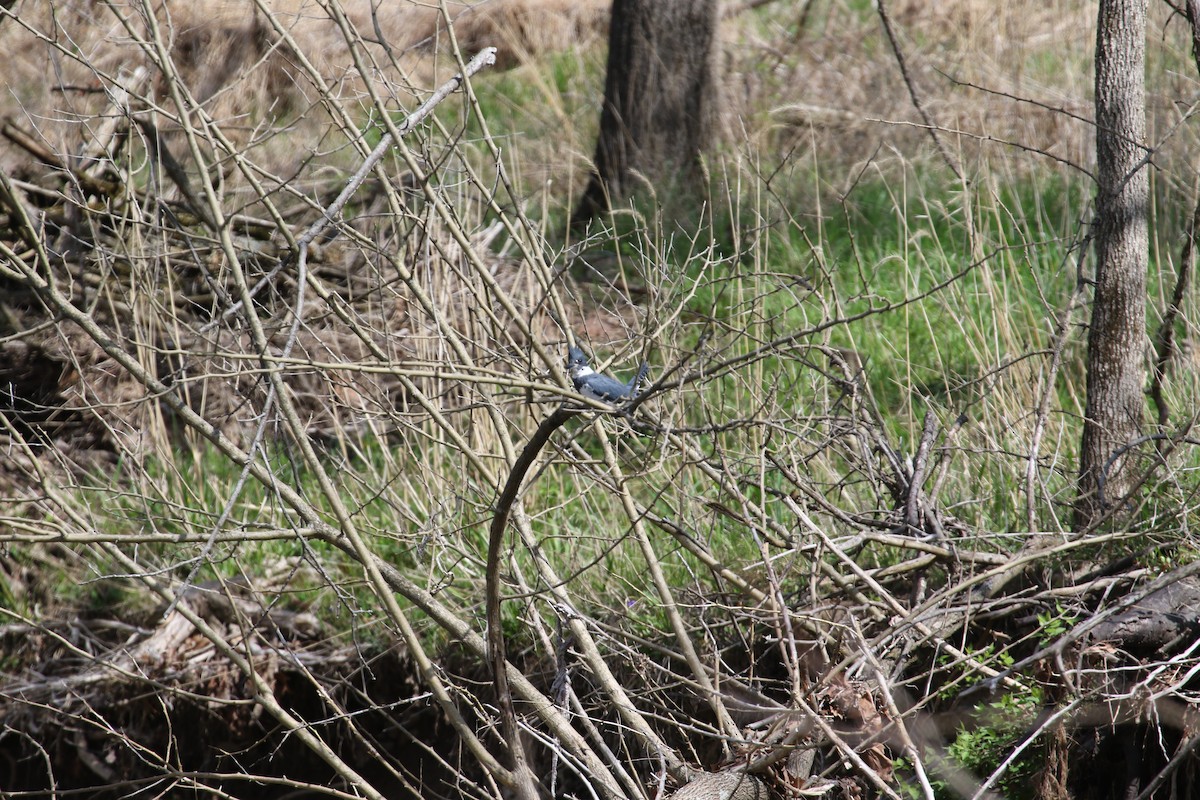 Belted Kingfisher - ML328088721