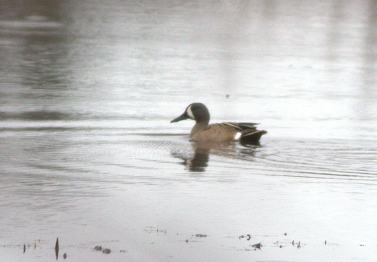 Blue-winged Teal - ML328090881
