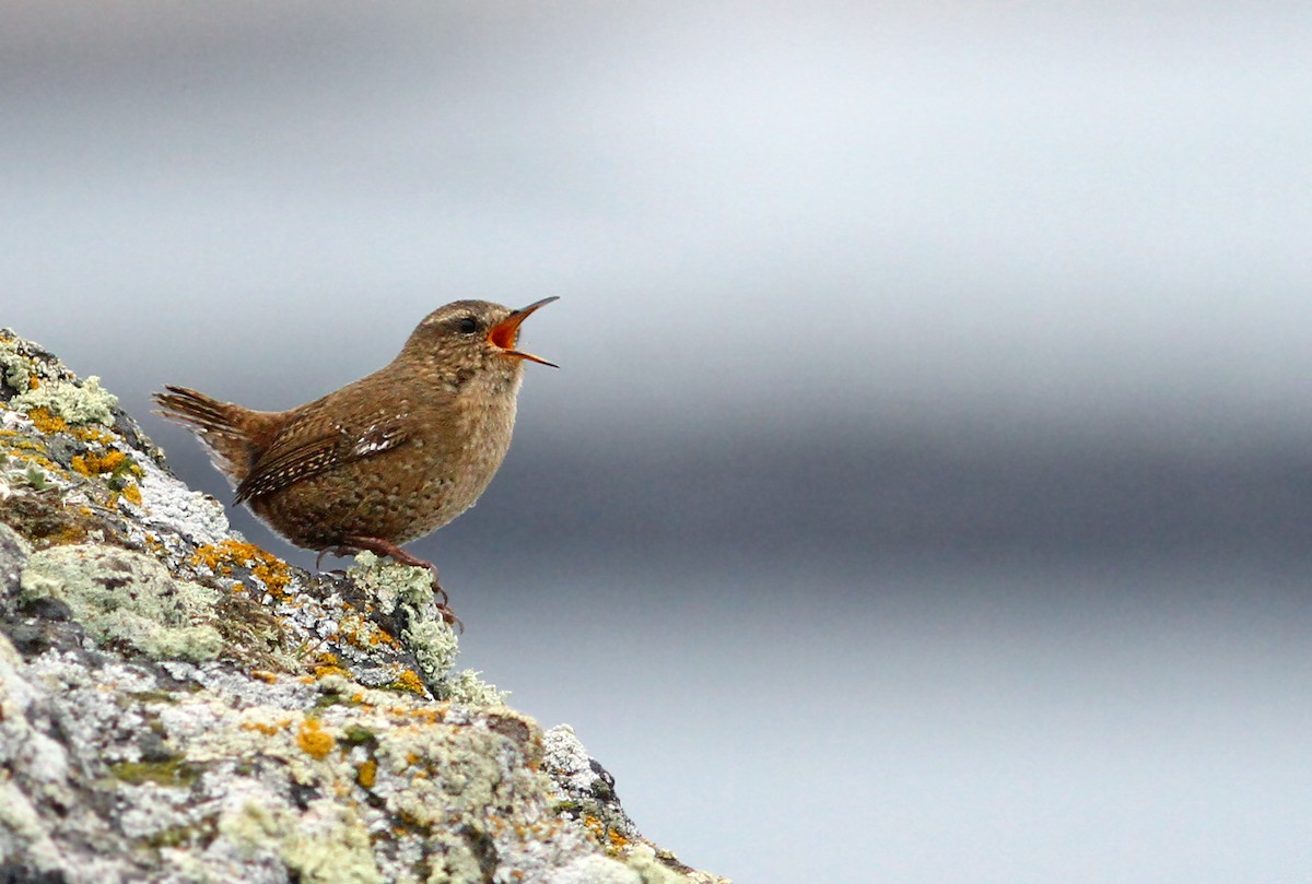 Pacific Wren (alascensis Group) - Andrew Spencer