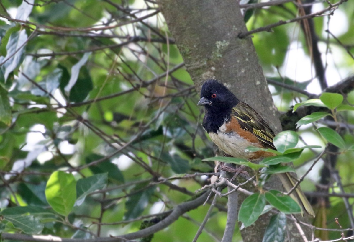 Spotted Towhee (Olive-backed) - ML32810181