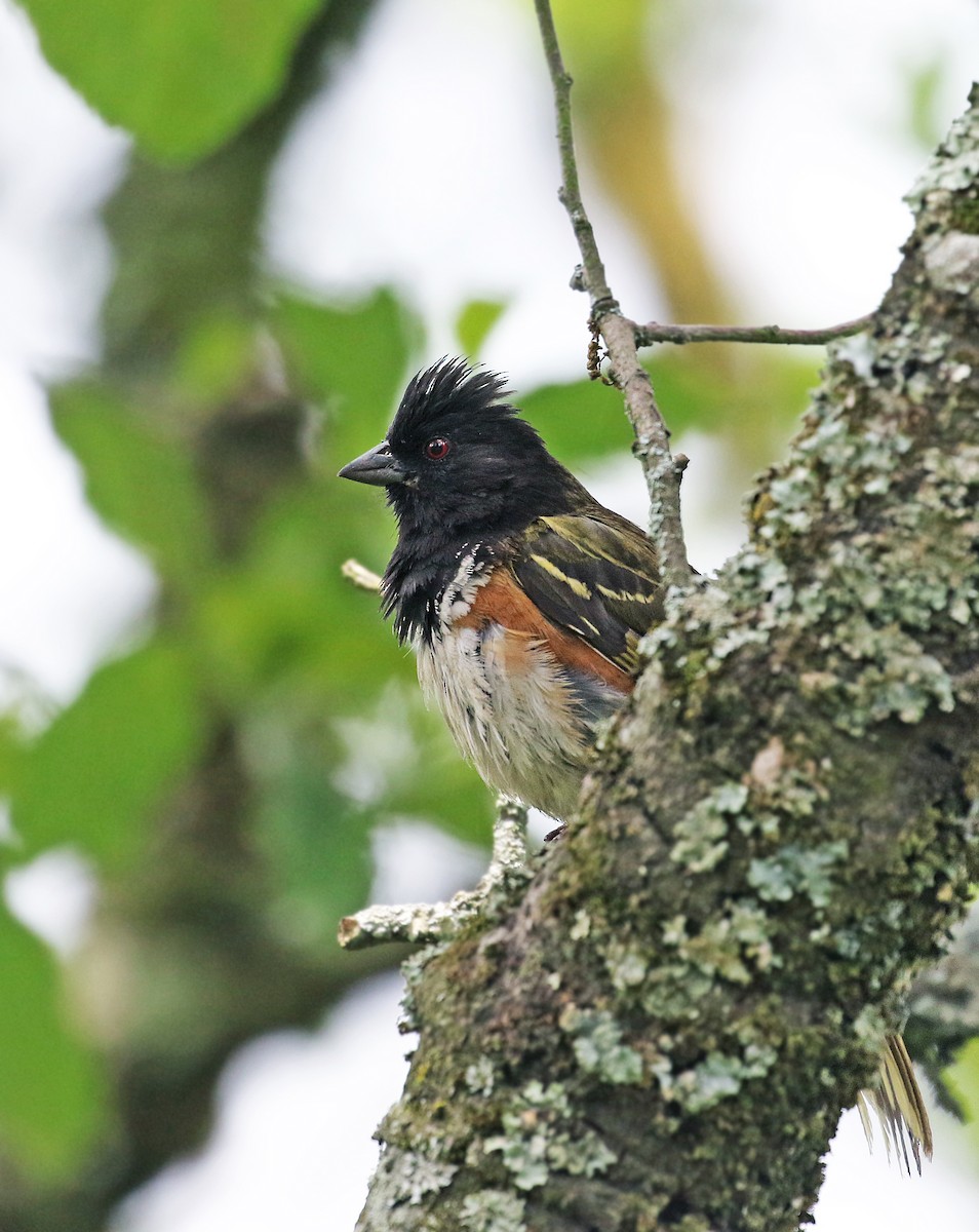 Spotted Towhee (Olive-backed) - ML32810191