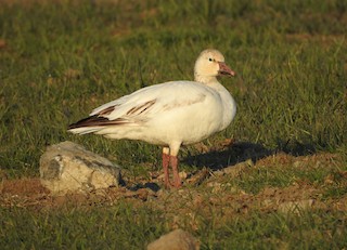 Snow Goose, ML328103601