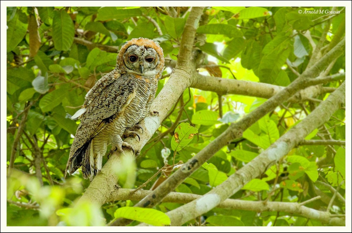 Mottled Wood-Owl - Arnold Goveas