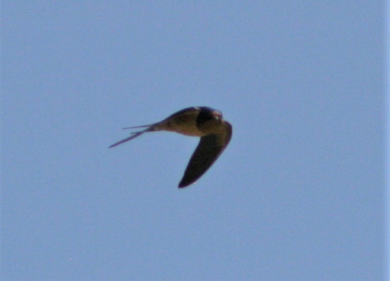 Barn Swallow - ML328107281
