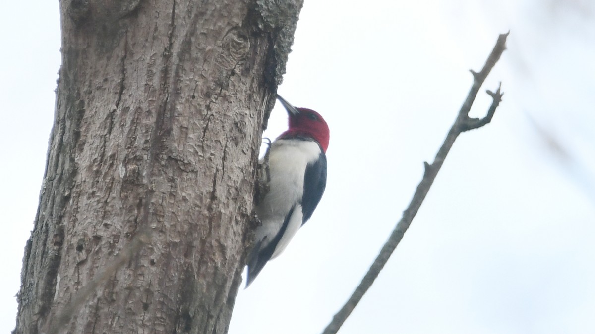 Red-headed Woodpecker - ML328109611