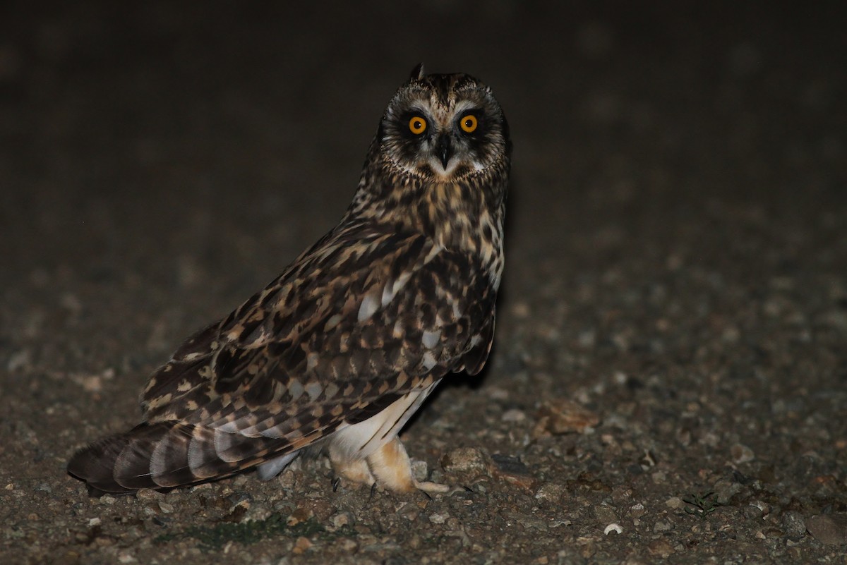 Short-eared Owl - ML32811441