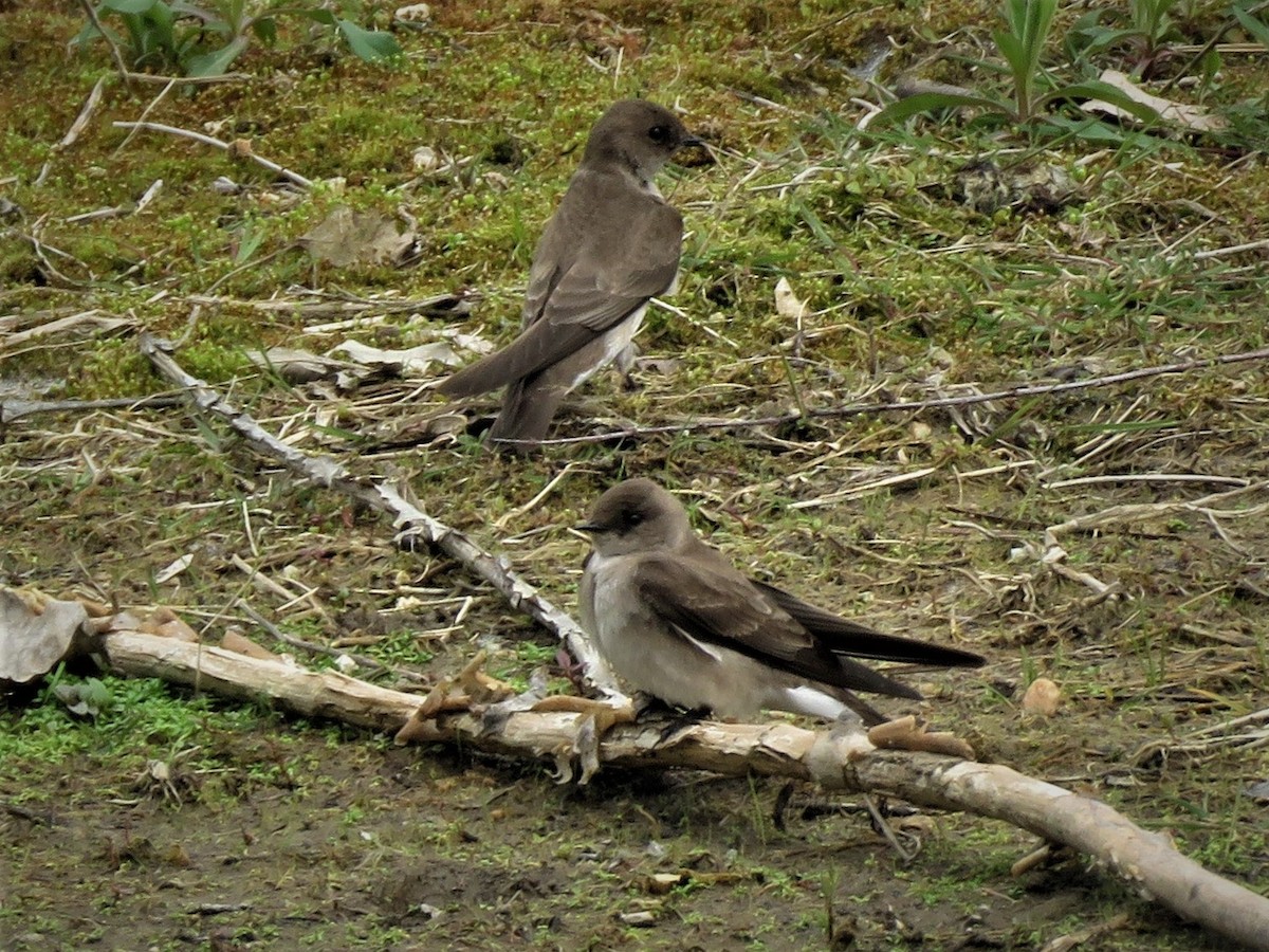 Northern Rough-winged Swallow - ML328115771