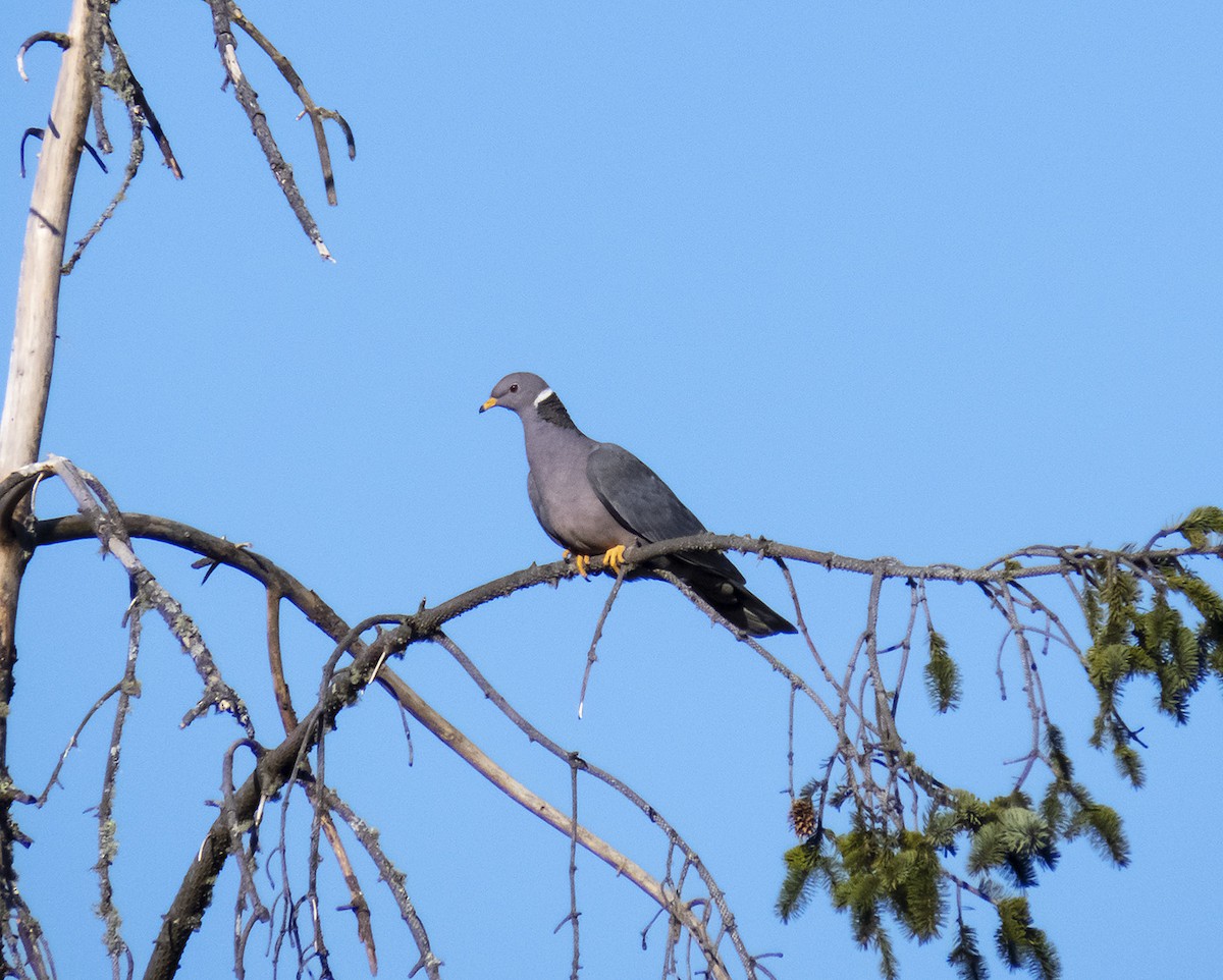 Band-tailed Pigeon - ML328119411