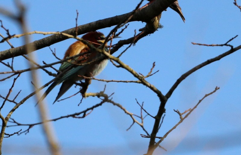 European Bee-eater - ML328122381