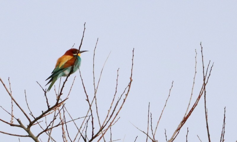 European Bee-eater - ML328122601