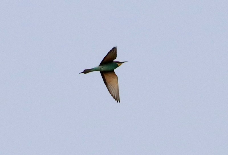 European Bee-eater - ML328122651