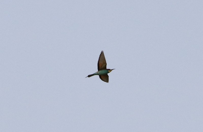 European Bee-eater - ML328122661