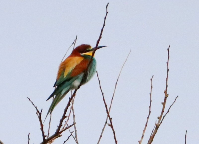 European Bee-eater - ML328122671