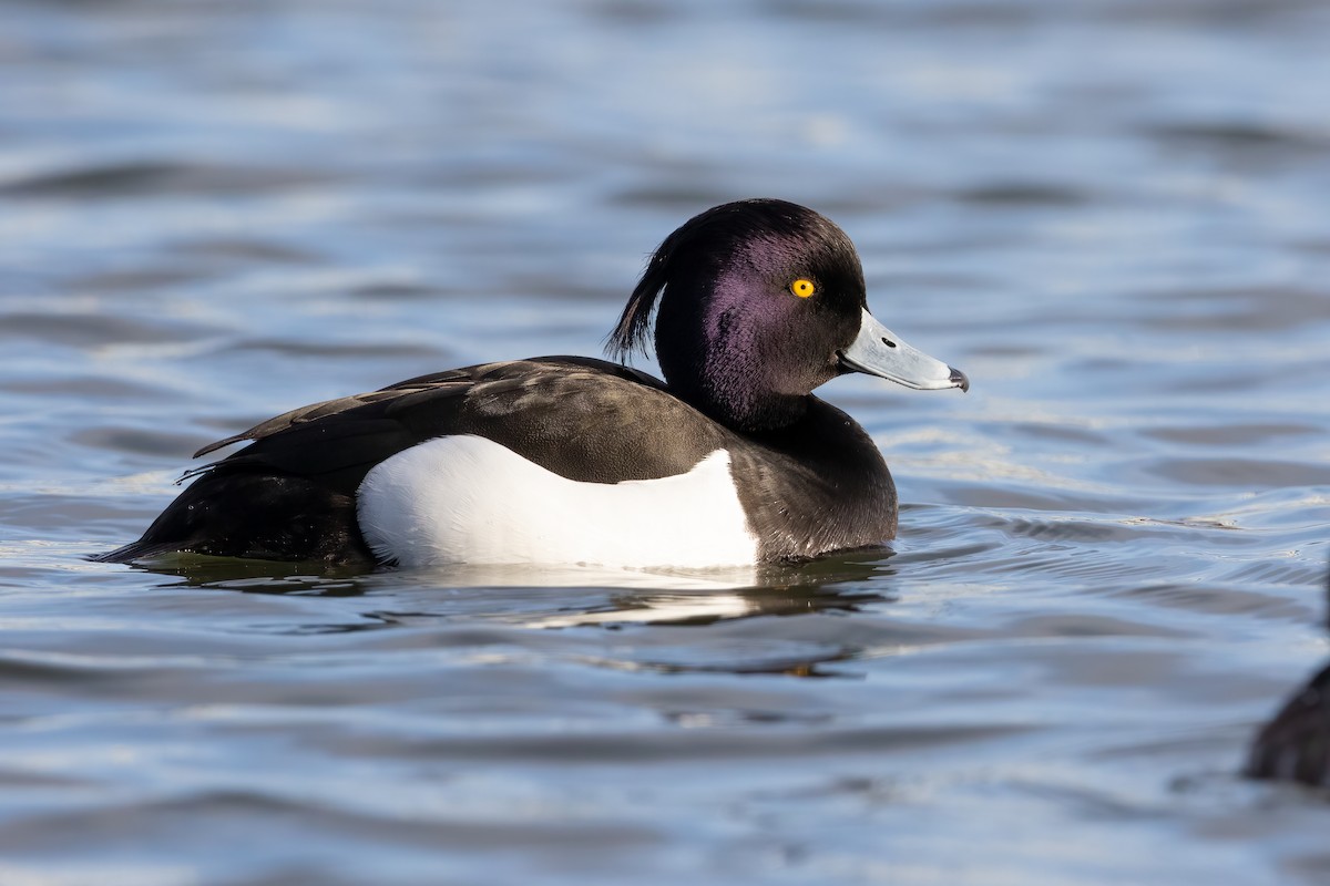 Tufted Duck - ML328123821