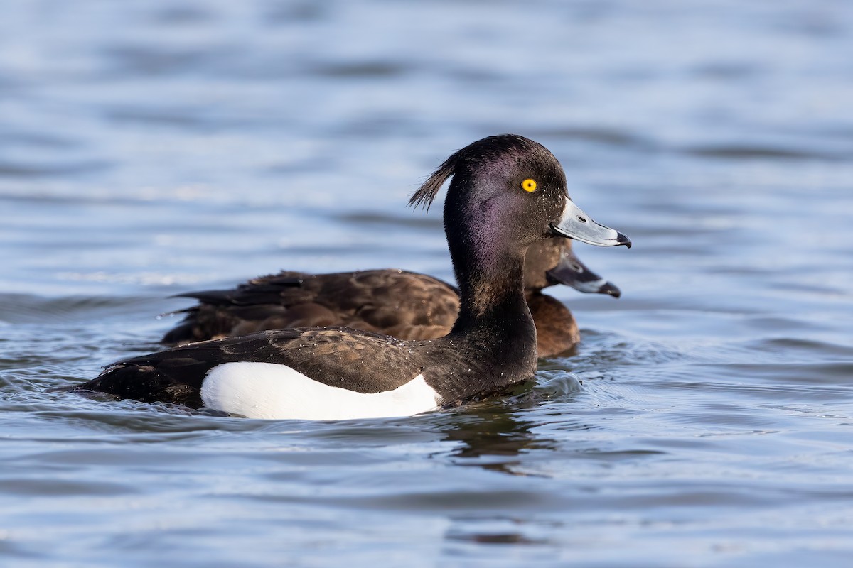 Tufted Duck - ML328123831
