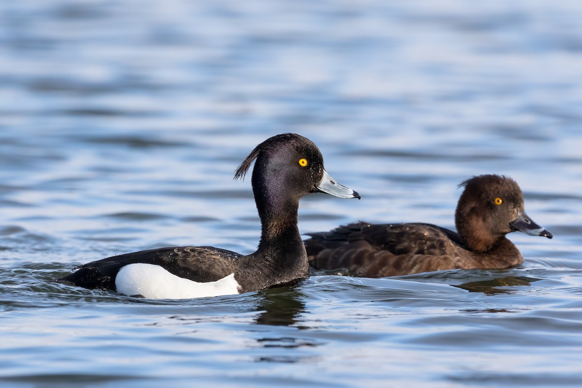 Tufted Duck - ML328123861
