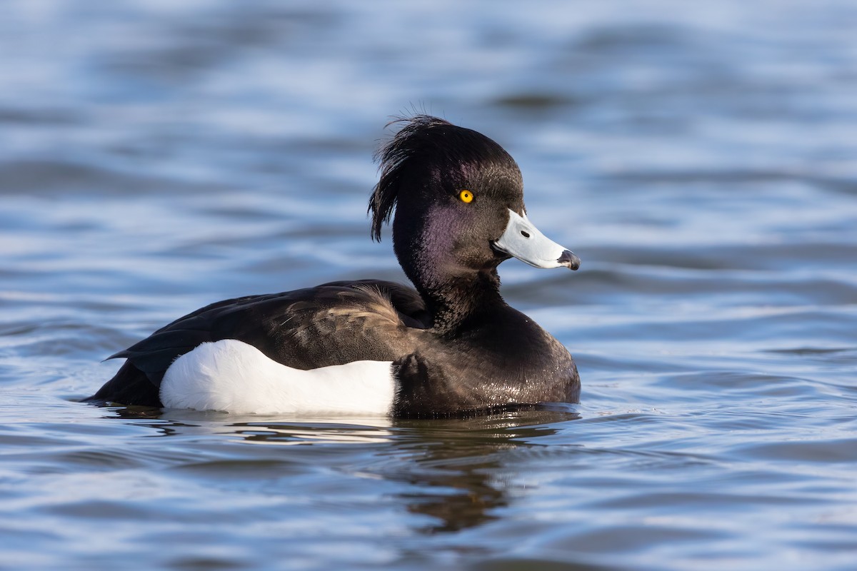 Tufted Duck - ML328123921