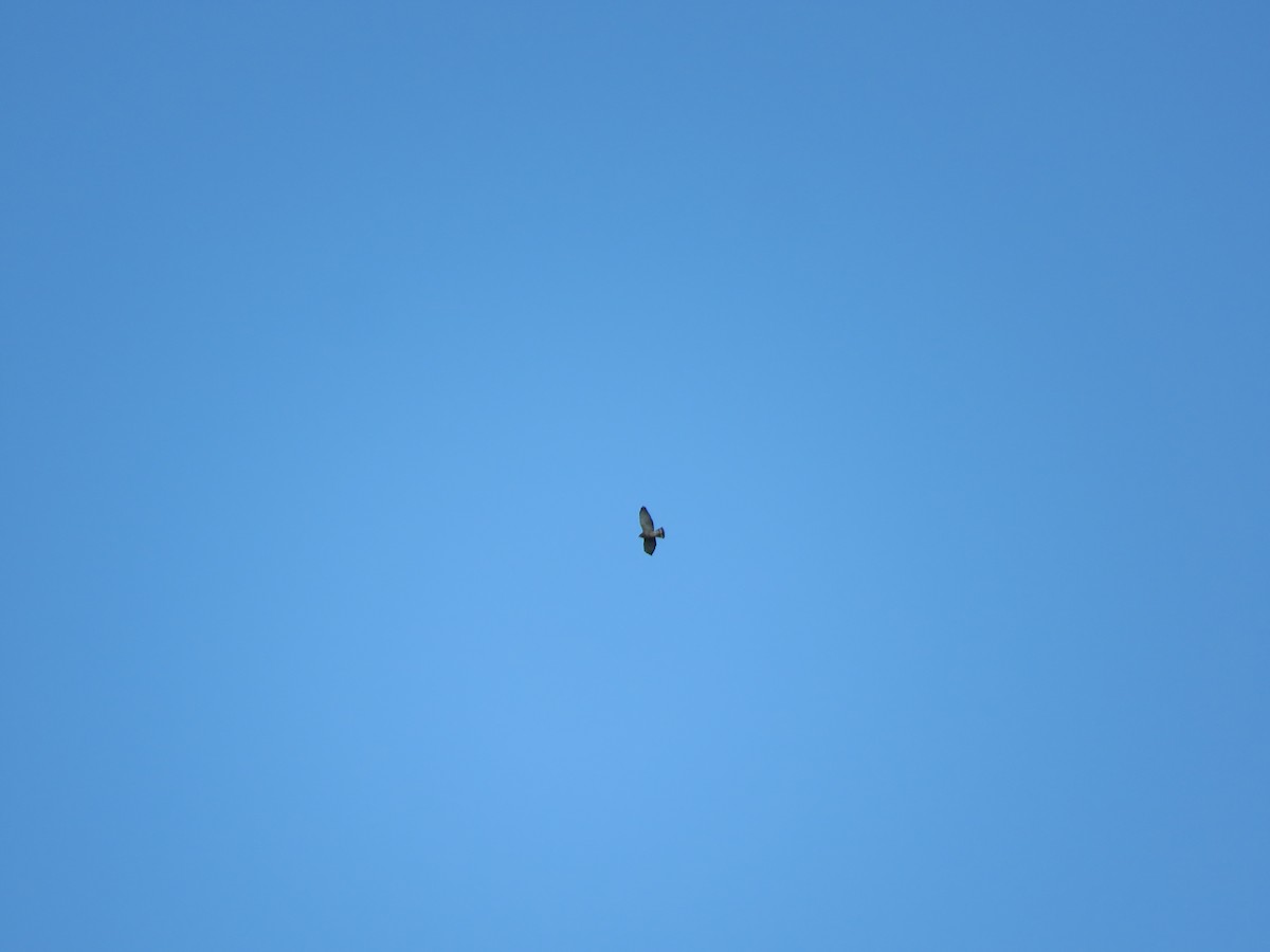 Broad-winged Hawk - ML328134031