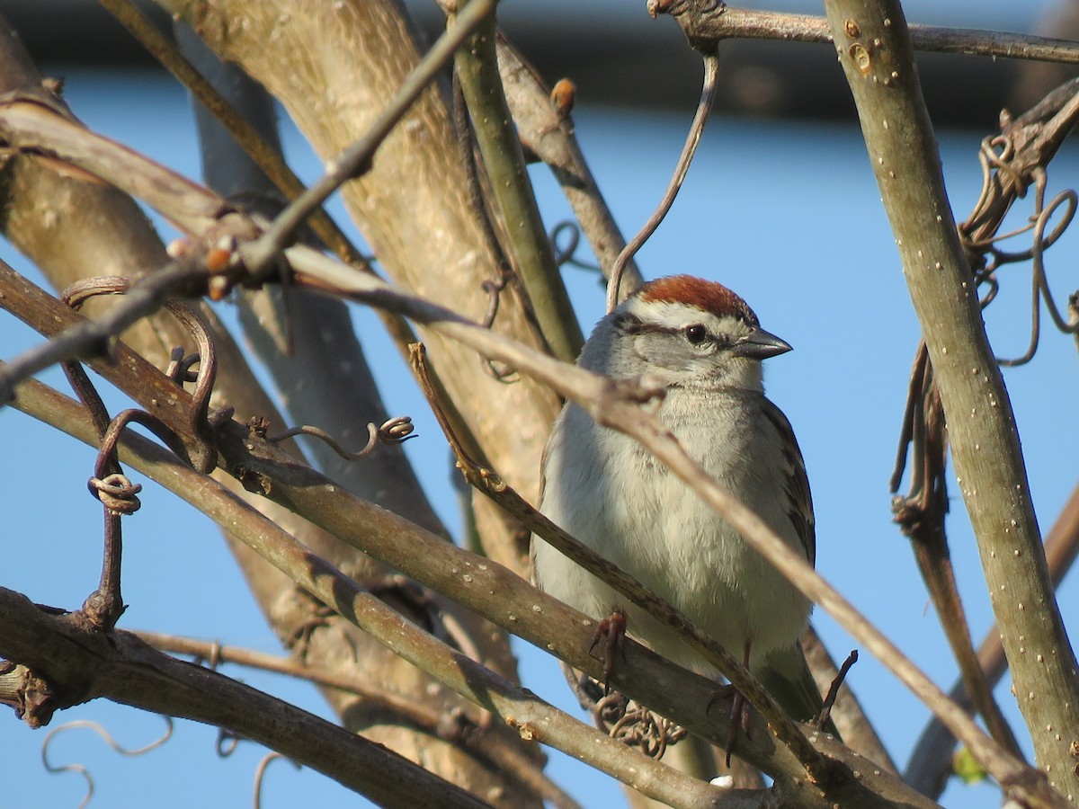 Chipping Sparrow - ML328134221