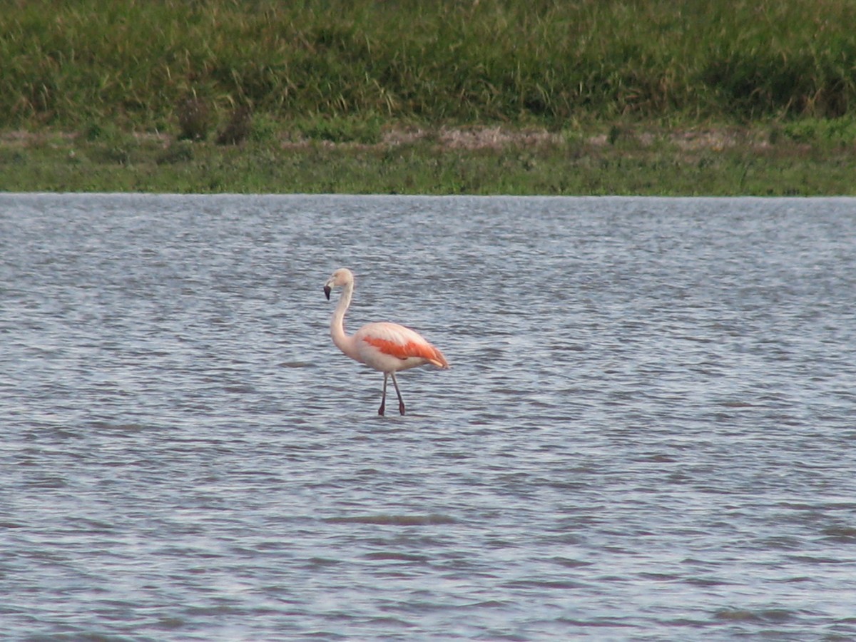 Chilean Flamingo - Fabricio C. Gorleri