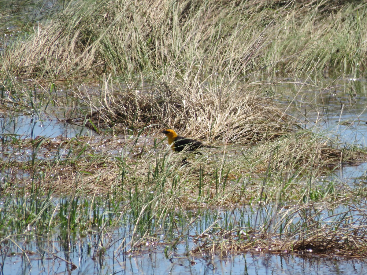Yellow-headed Blackbird - ML328155591