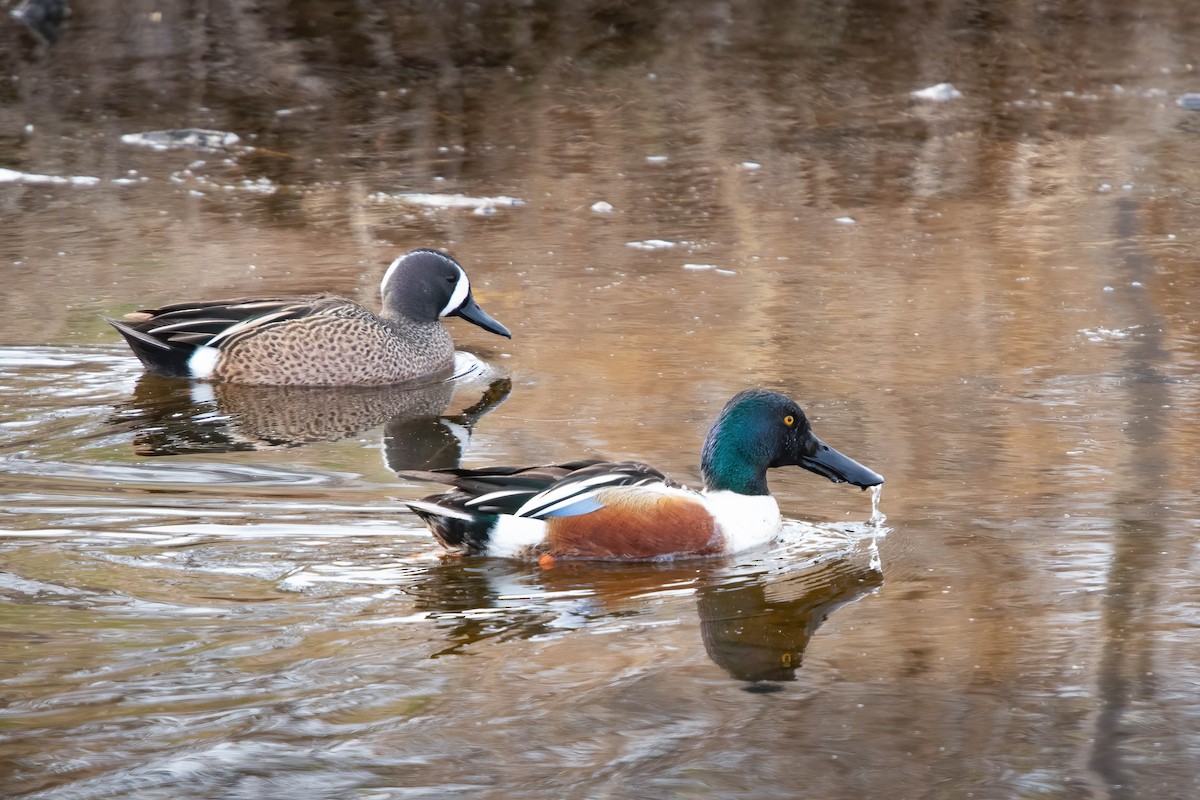 Blue-winged Teal - ML328159411