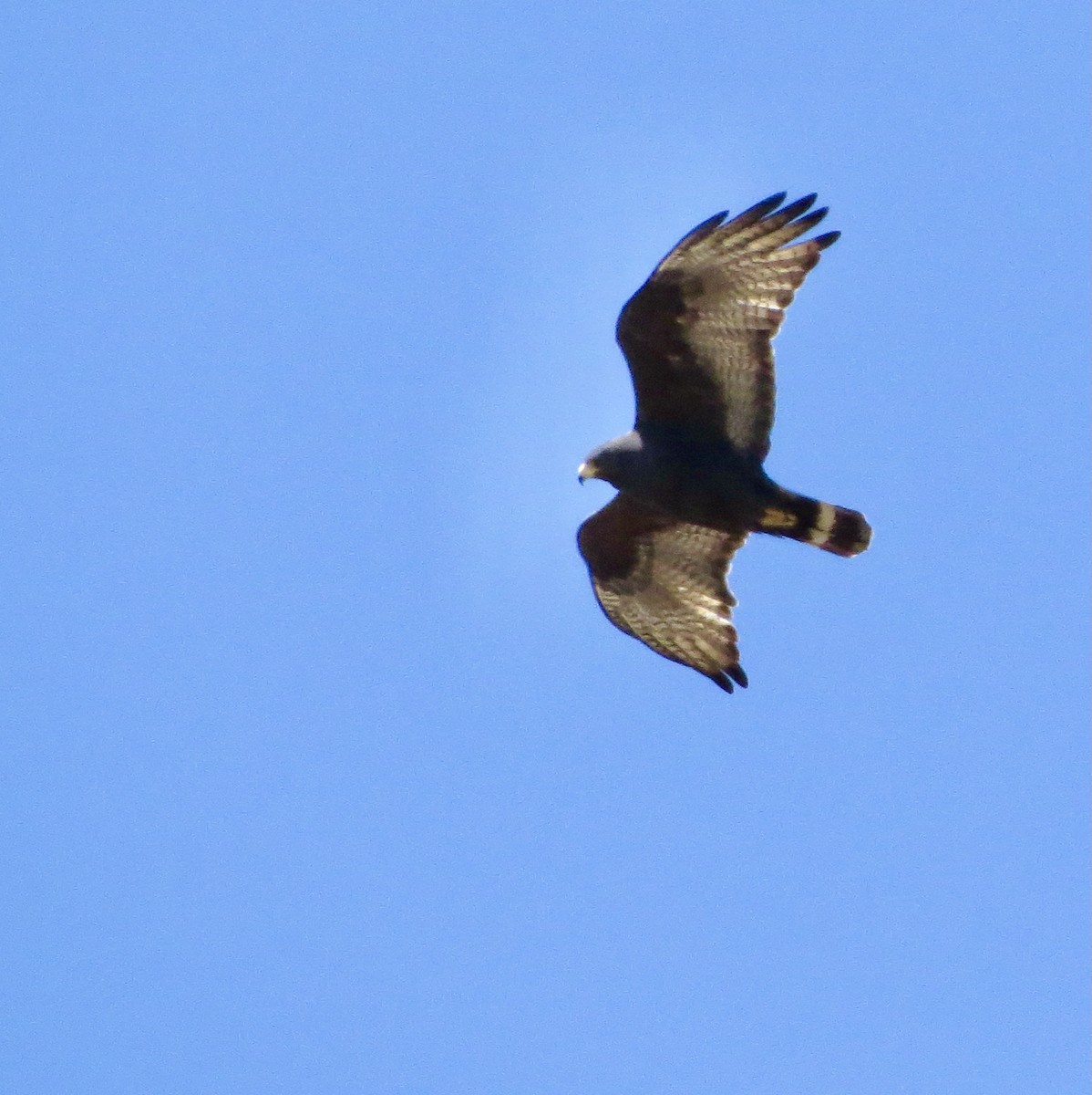 Zone-tailed Hawk - ML328161951