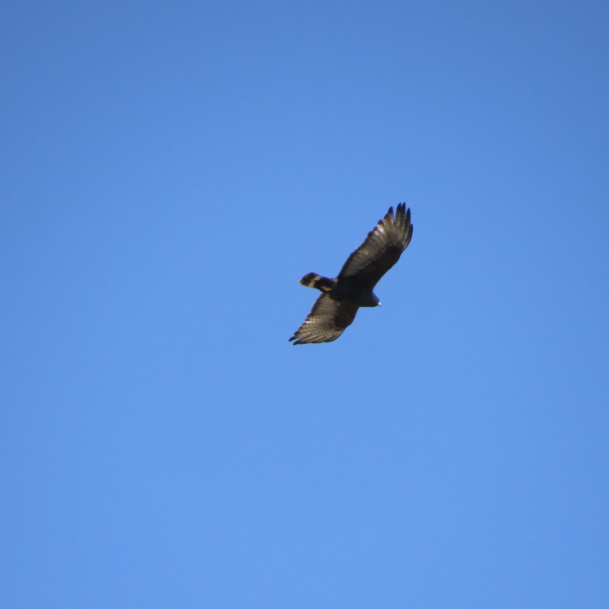 Zone-tailed Hawk - ML328162201