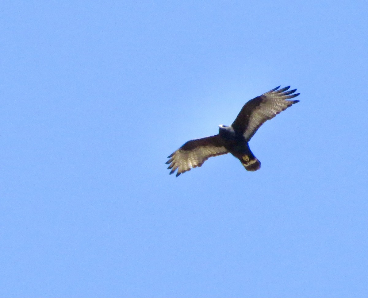 Zone-tailed Hawk - ML328162381