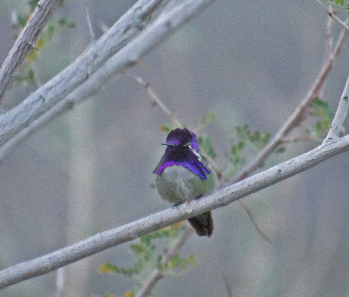 Costa's Hummingbird - ML328166141