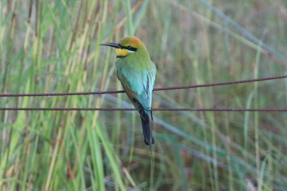 Rainbow Bee-eater - ML328168721