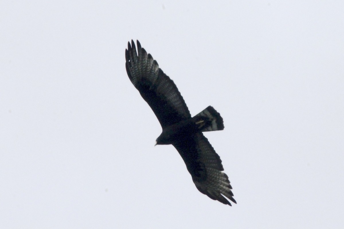 Zone-tailed Hawk - ML32817541