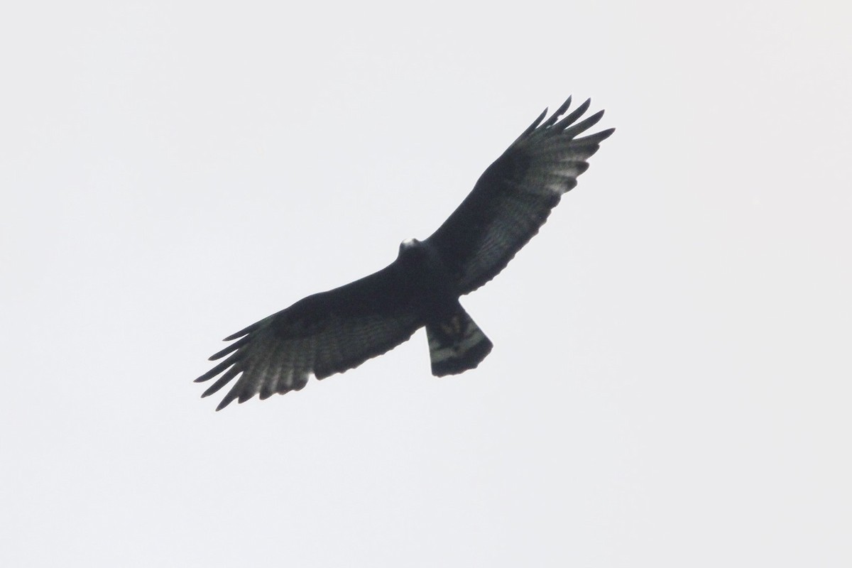Zone-tailed Hawk - ML32817551