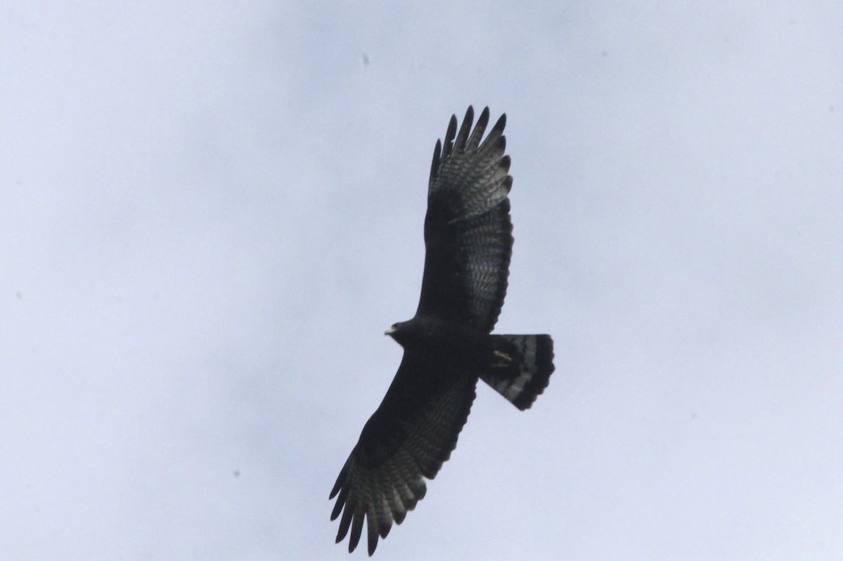 Zone-tailed Hawk - ML32817561