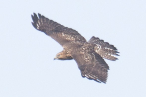 Broad-winged Hawk - ML32818011