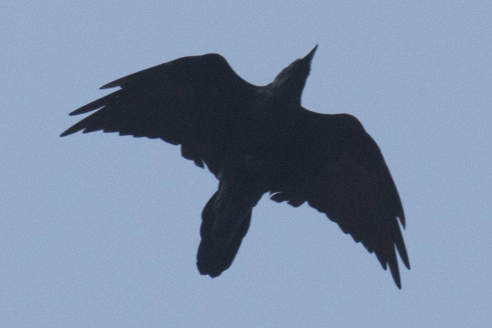 Common Raven - ML32818111