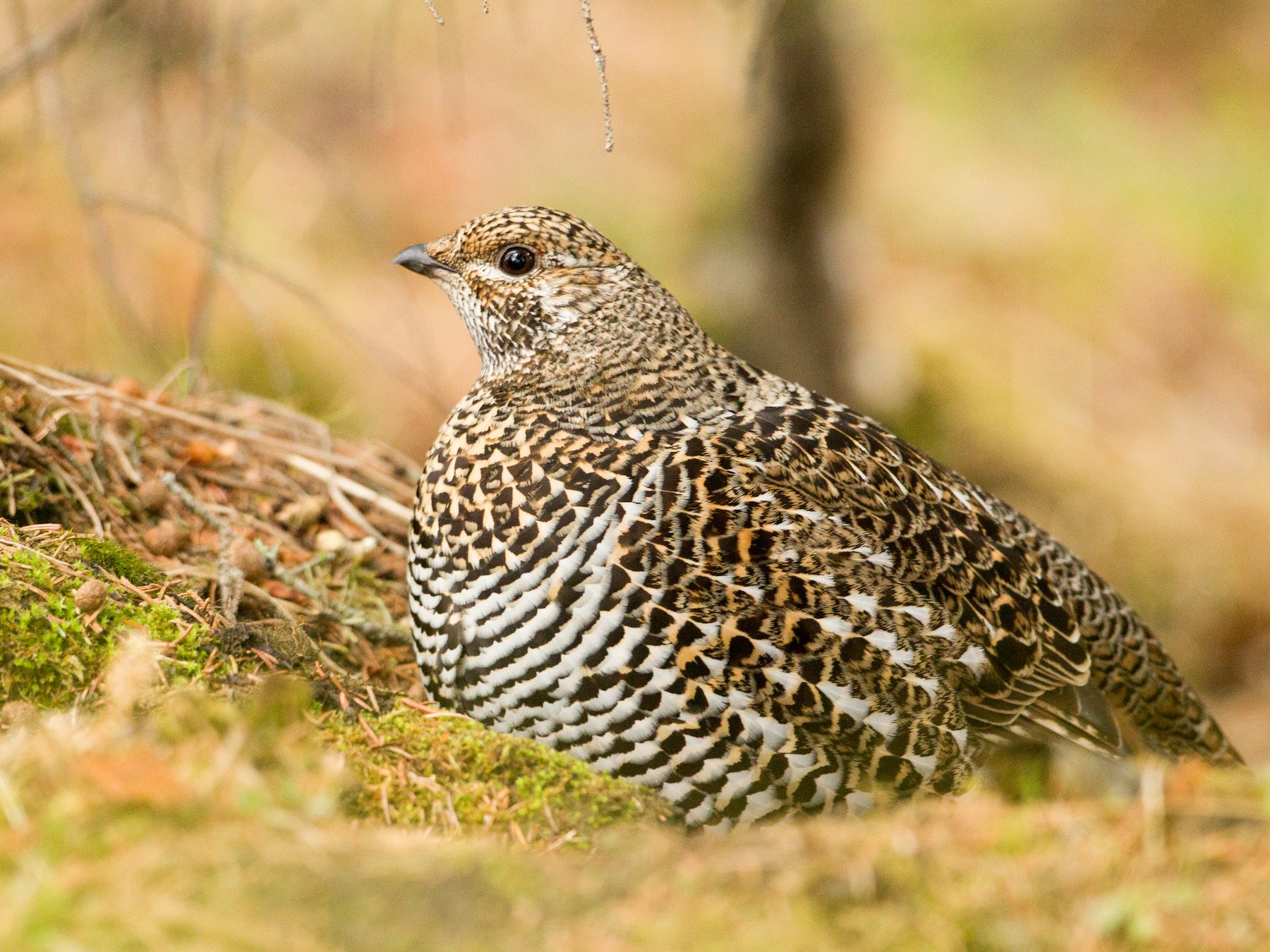 Spruce Grouse eBird